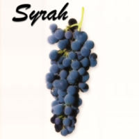 Understanding Syrah — Paso Robles