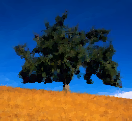 Oak Tree