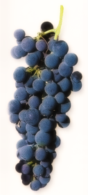 Syrah Grapes